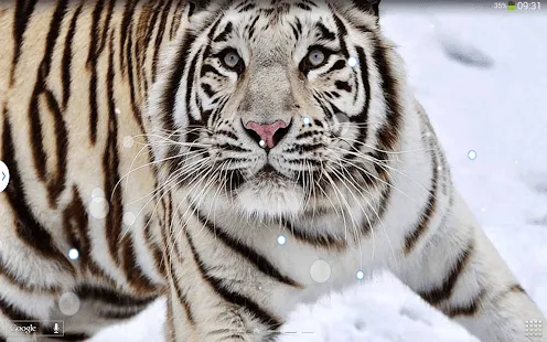 Tigre Blanco Fondos Animados APK: com.whitetigerlivewallpaper.apk ... Tigre Blanco Fondos Animados APK: com.whitetigerlivewallpaper.apk ...