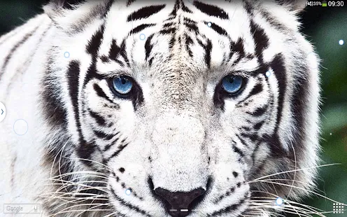 Download White Tiger Live Wallpaper 1.0 APK - White Tiger Live ... Download White Tiger Live Wallpaper 1.0 APK - White Tiger Live ...
