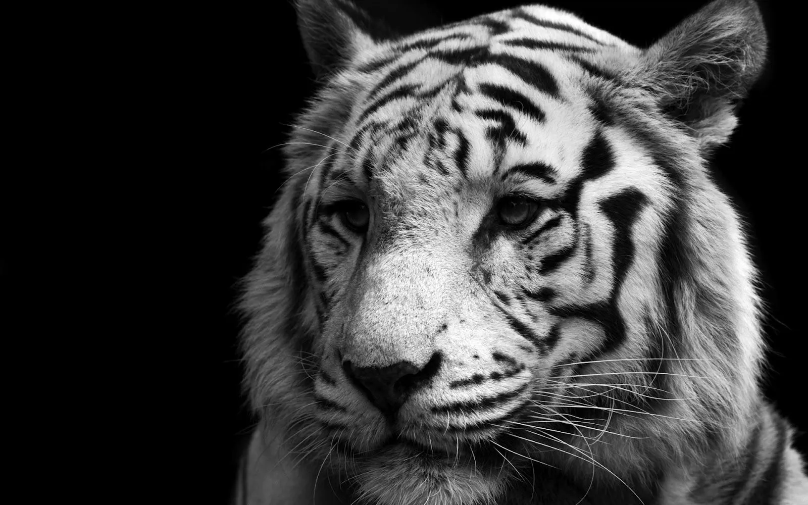 Wallpapers HD de tigres blancos - Imagui