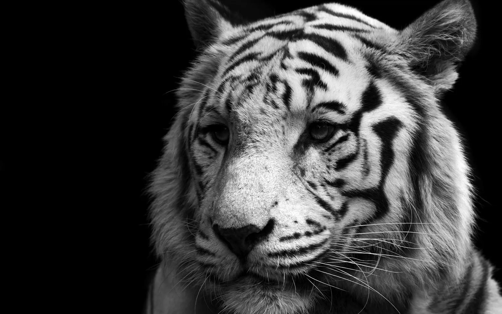 Tigre Blanco Hd Wallpapers | NEWSMOV