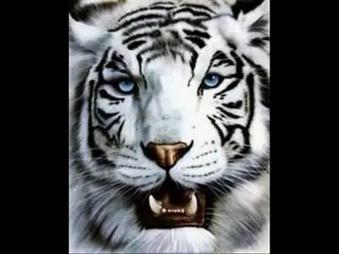 El tigre blanco, la maravilla felina - YouTube