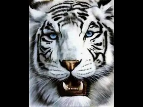 El tigre blanco, la maravilla felina - YouTube El tigre blanco, la maravilla felina - YouTube