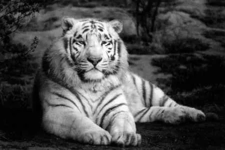Tigre Blanco nd India | I'm gg