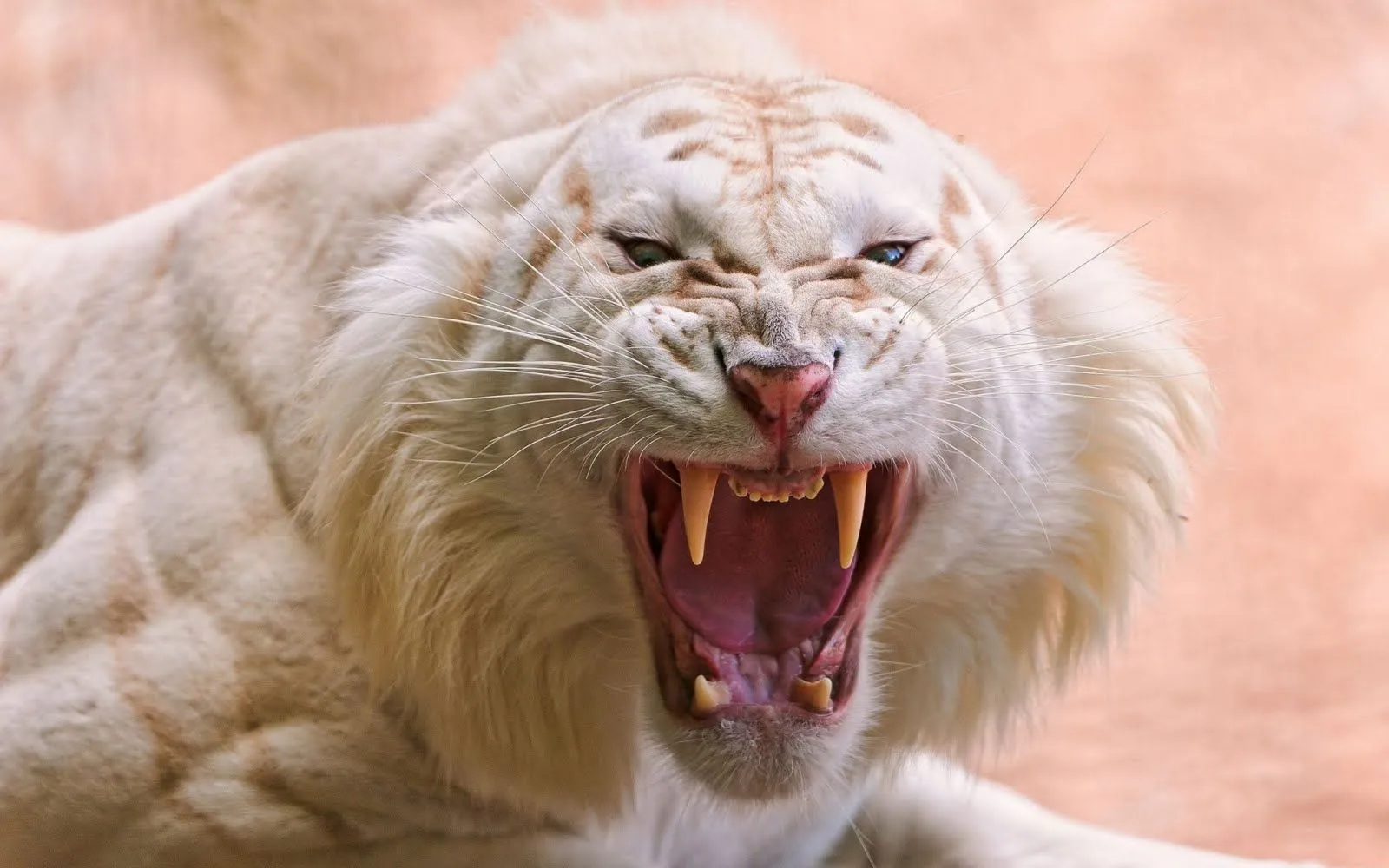 Tigre blanco realmente enojado - Angry white tiger (