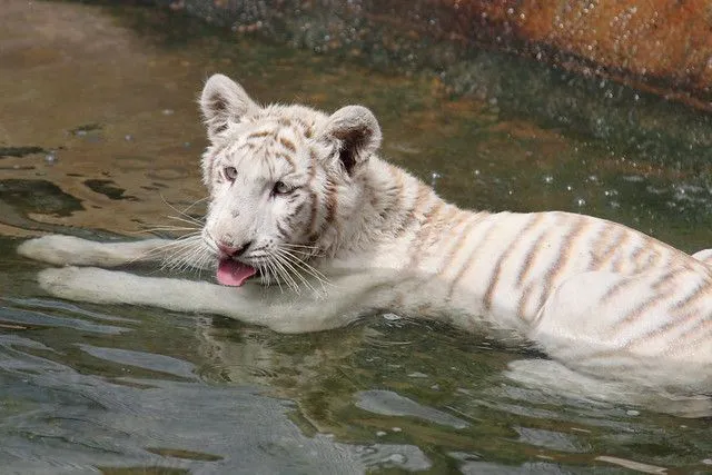 GRAN TIGRE BLANCO DE SIBERIA 33 | Flickr - Photo Sharing! GRAN TIGRE BLANCO DE SIBERIA 33 | Flickr - Photo Sharing!