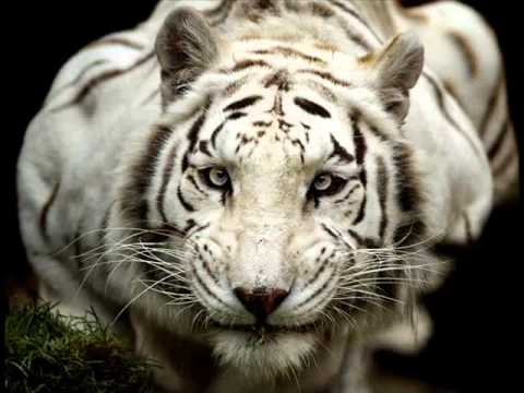 TIGRE BLANCO - YouTube