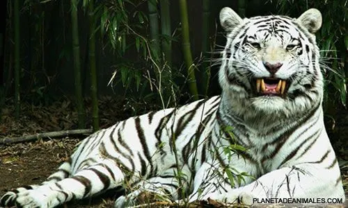 Fondos de pantalla tigre blanco - Imagui