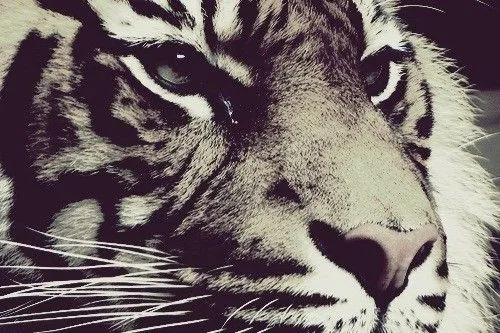 Imagenes de tigres tumblr - Imagui