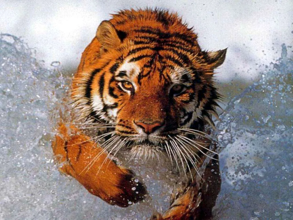 Animales en 3D con movimiento - Imagui