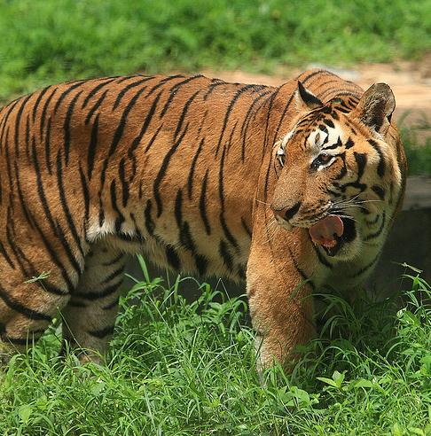 tigre-de-bengala2.jpg
