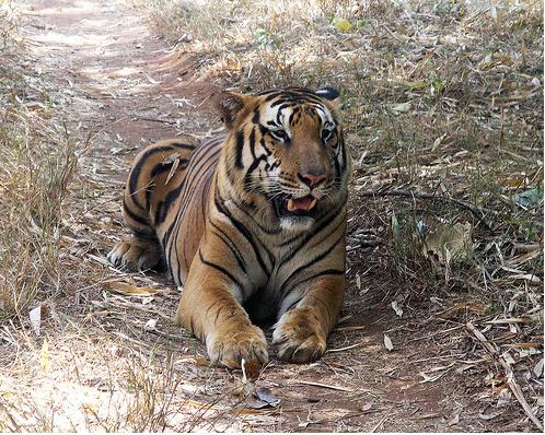 tigre-de-bengala.jpg