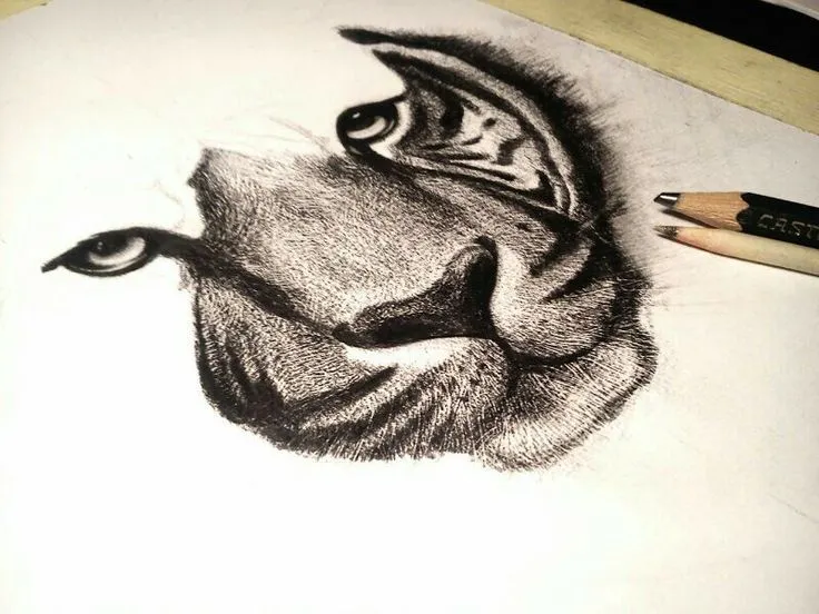 Tigre. Dibujo hecho a lápiz. ÁNGELA PAREDES RAMIRO | ArteMío ...