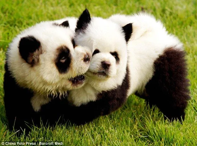 Es un tigre? ¿Es un panda? No, son perros | En busca de una ... Es un tigre? ¿Es un panda? No, son perros | En busca de una ...
