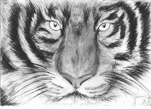 Fotos de tigres a lapiz - Imagui