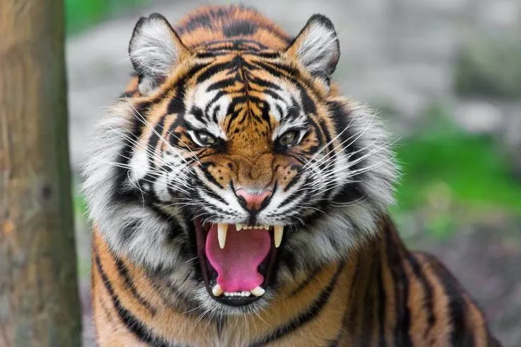 Tigre furioso | Tigres | Pinterest