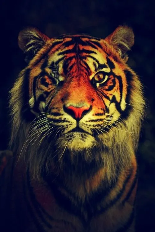 Tigre hipster wallpaper - Imagui