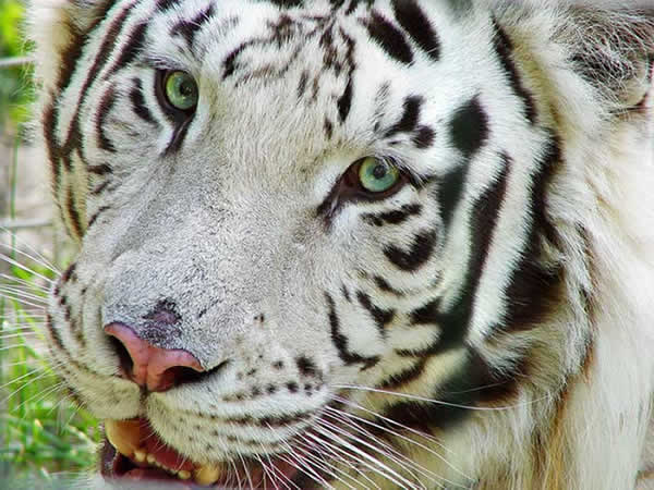 Tigre. Histoire. Religion. Legende. Dinosoria Tigre. Histoire. Religion. Legende. Dinosoria