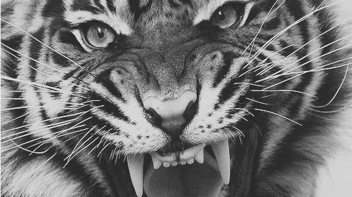 tigre negro | Tumblr