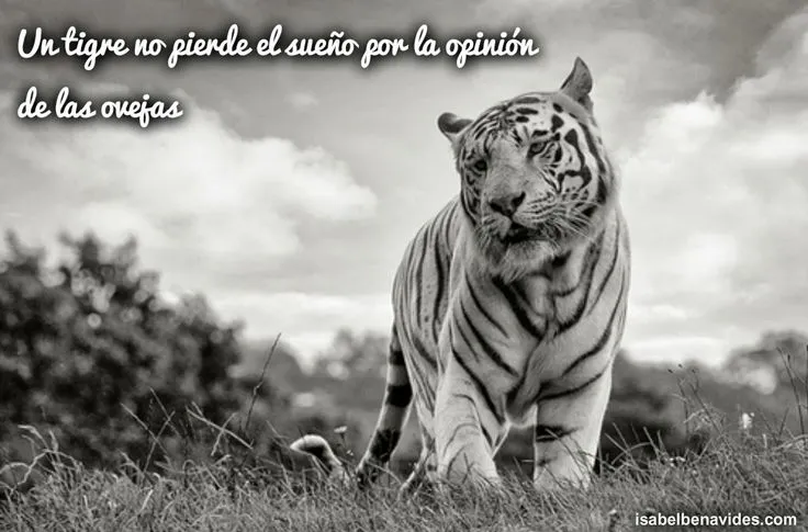 Un tigre no pierde el sueño por la opinión de las ovejas #Frases ... Un tigre no pierde el sueño por la opinión de las ovejas #Frases ...