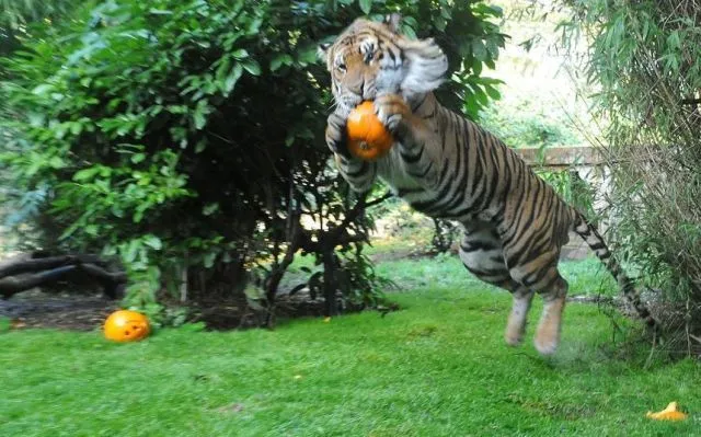 Tigre saltando - Imagui