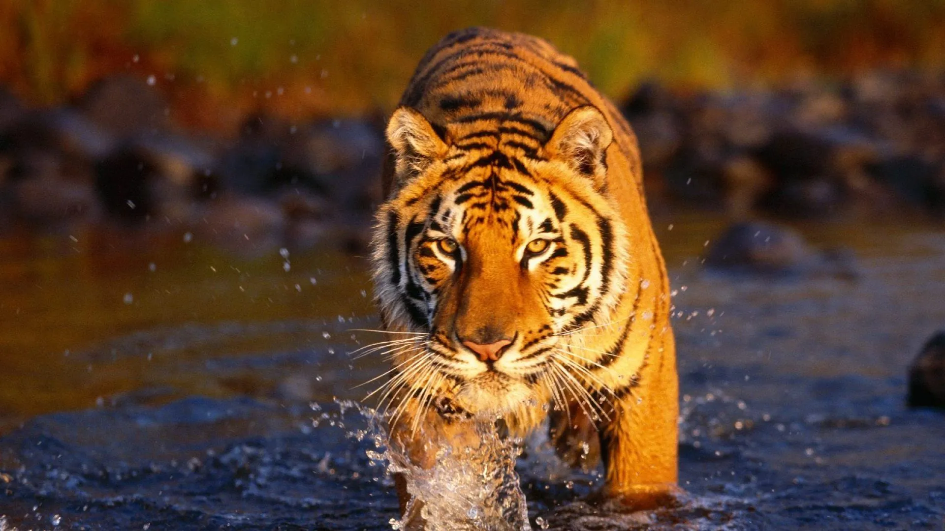 Tigre salvaje - 1920x1080 :: Fondos de pantalla y wallpapers Tigre salvaje - 1920x1080 :: Fondos de pantalla y wallpapers