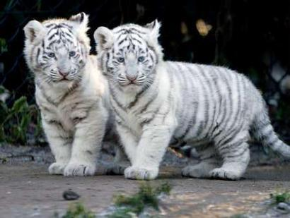 Tigre · SUSIE
