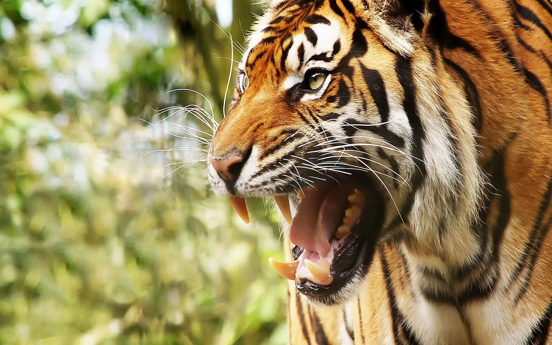 Tigre Wallpaper - Wallpapers