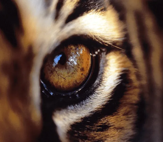 Tigre - Wiki Reino Animalia