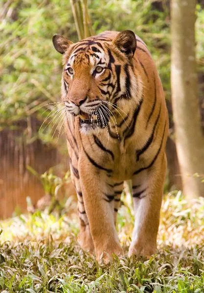 TIGREPEDIA » Tigres. Enciclopedia Especializada