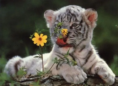 Cachorros Tiernos De Tigres