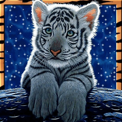 les tigres animal majestueux