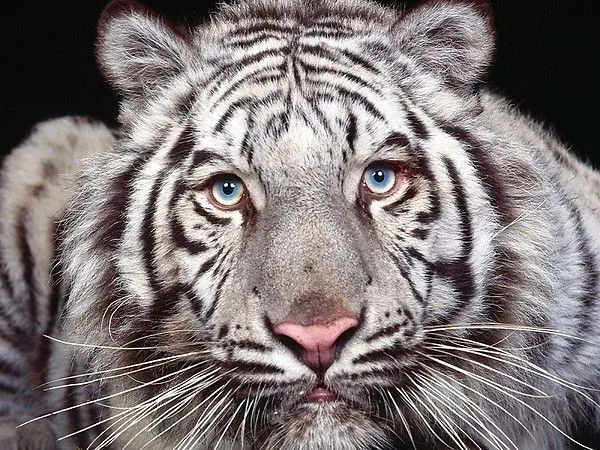 banbis | Solo Animales