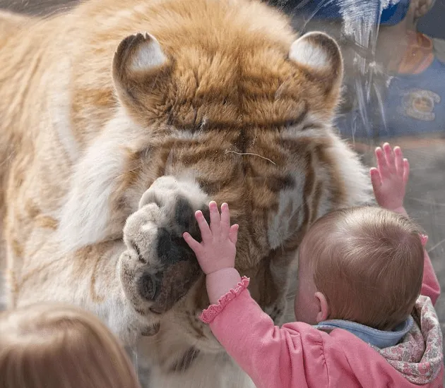 Tigres bebes on Pinterest | Bebe, Baby Tigers and Tigers Tigres bebes on Pinterest | Bebe, Baby Tigers and Tigers