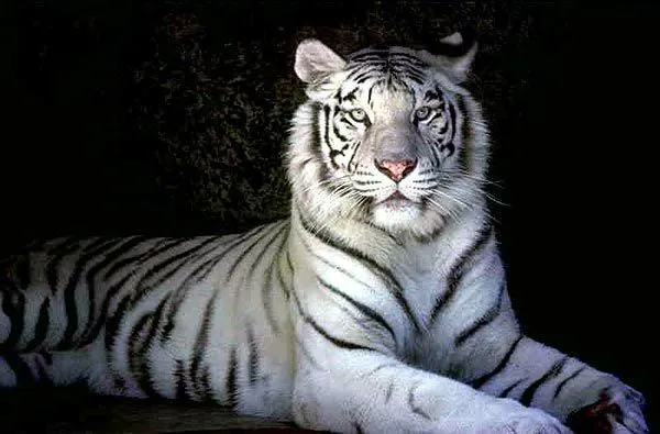 Tigres bebés wallpaper HD - Imagui
