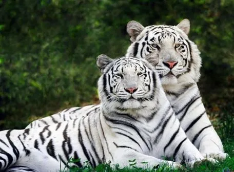 Tigres de Bengala Blancos, viviendo 53 años en cautiverio ... Tigres de Bengala Blancos, viviendo 53 años en cautiverio ...