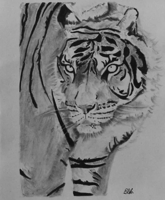 Tigres de Bengala en dibujo a lápiz - Imagui