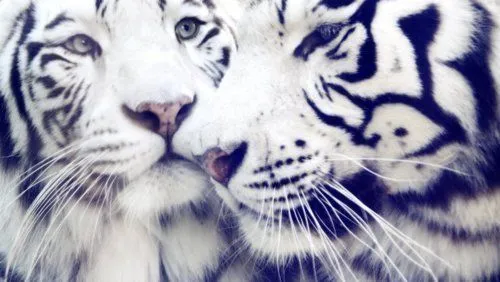 Tigres blancos gif - Imagui