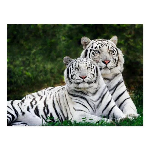 Tigres blancos hermosos postales | Zazzle