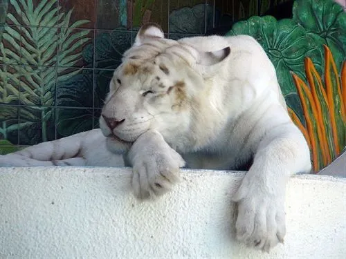 Los tigres blancos existen por un ínfimo cambio genético - Clima ...