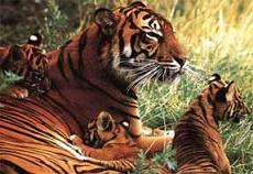 Tigres y cachorros