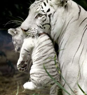  un hombre quiere matar un tigre, se llama deporte; cuando un tigre ...