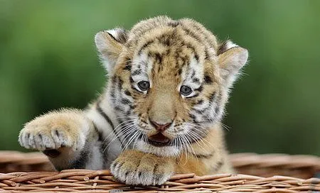Cachorros de tigre - Imagui