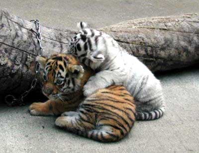 animales cachorros tigre