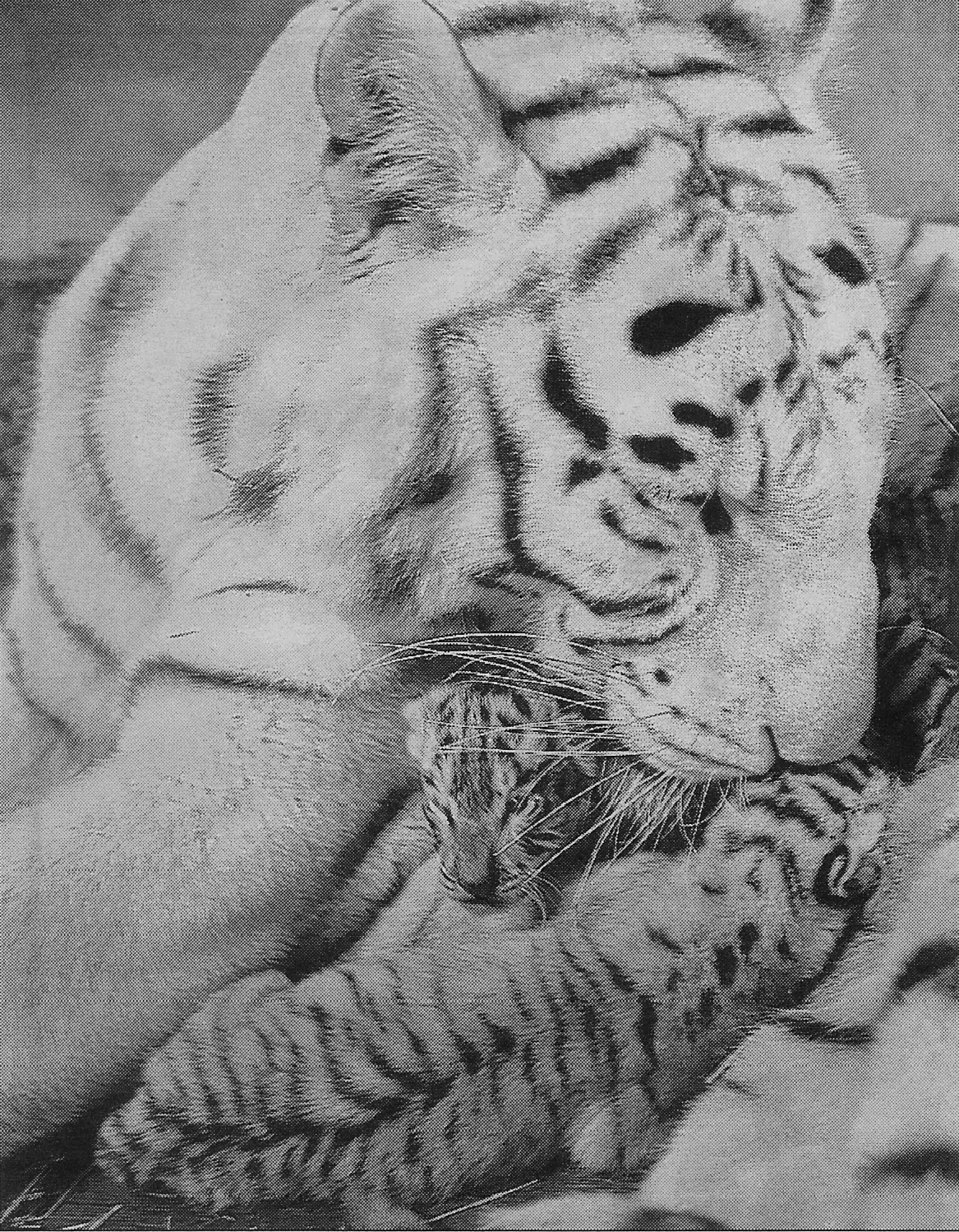 son tres tigres machos blancos y un tigre hembra con son tres tigres machos blancos y un tigre hembra con
