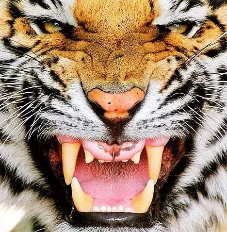 Imagenes de tigre furioso - Imagui