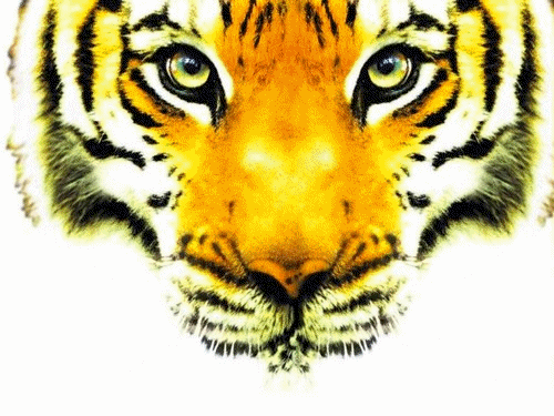 Gifs Tigres - Gifs tigres - Gifs tigres - Gifs tigres - Gifs ... Gifs Tigres - Gifs tigres - Gifs tigres - Gifs tigres - Gifs ...