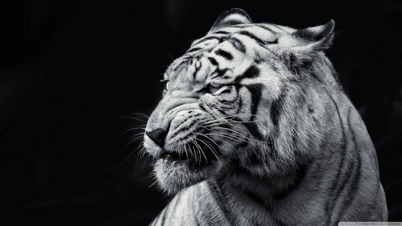 Tigres HD - Imagui