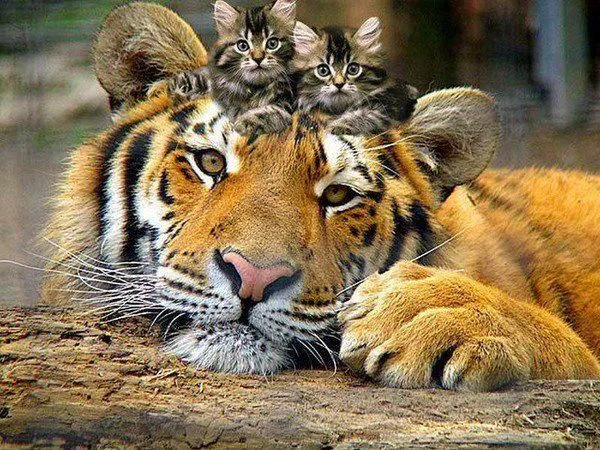 TIGRES, HERMOSOS ANIMALES EN PELIGRO DE EXTINCIÓN | HISTORIA ... TIGRES, HERMOSOS ANIMALES EN PELIGRO DE EXTINCIÓN | HISTORIA ...
