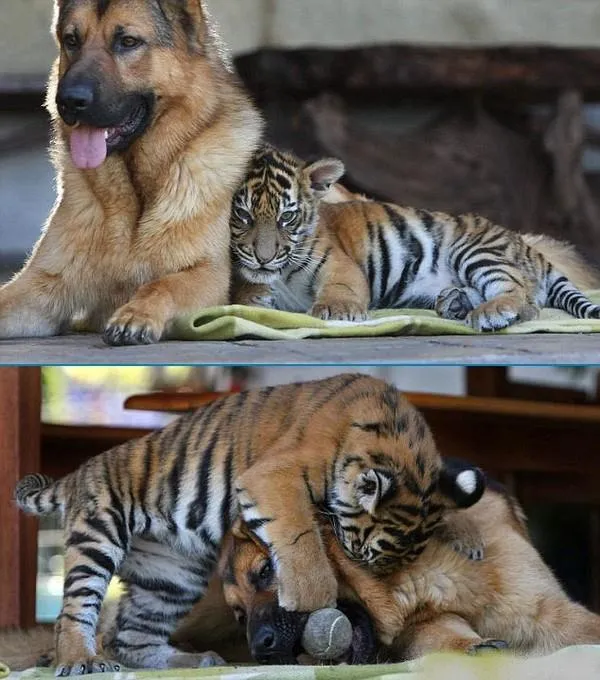 TIGRES, HERMOSOS ANIMALES EN PELIGRO DE EXTINCIÓN | HISTORIA ... TIGRES, HERMOSOS ANIMALES EN PELIGRO DE EXTINCIÓN | HISTORIA ...