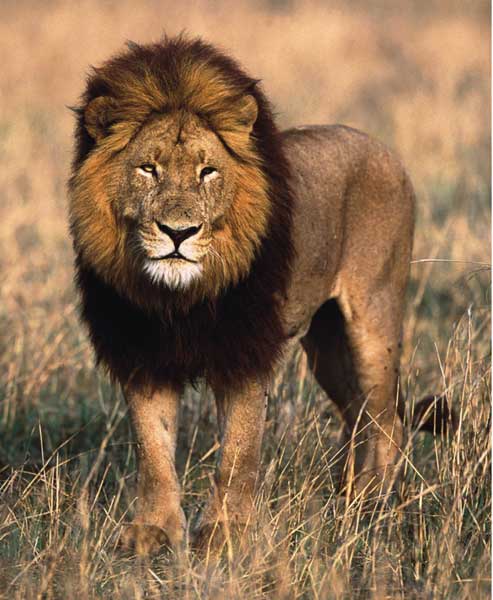 Tigres o Leones? - ForoCoches